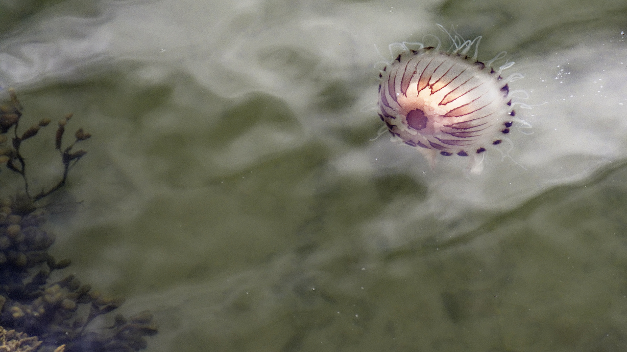 20170629 132242•Portmeirion Italianate Village•Portmadog•Gwynedd•Wales